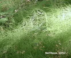 Image result for Equisetaceae