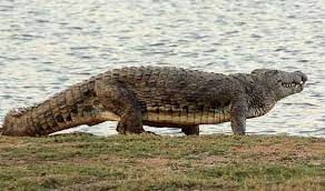 New users enjoy 60% off. Wildlife Photography Blog Crocodiles Nile Crocodile Animals Wild