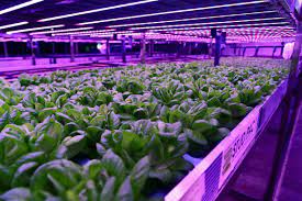 Aquaponics Farming Dubai Aquaponic