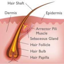 A wide variety of garlic hair oil options are available to you, such as usage, natural variety. How To Maintain A Healthy Scalp 5 Tips For Length Retention Naturall