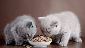 Kedi Mamasi Yapimi Kedi Mamasi Tarifleri Miyhav Com