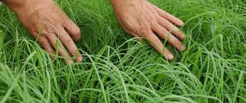 Image result for Eragrostis tef