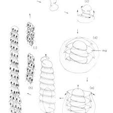 Esta función solo está disponible en documentos puedes configurar márgenes de pie de página o de encabezado diferentes para cada sección del documento o para todo el documento. Pdf Amoebophryidae Syndiniales Parasitoid Of Dinoflagellates Life Cycle Dynamic And In Situ Specificity