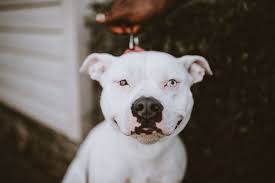 Depending on if they inherit their pitbull genes, they can have a blue or a coppery red coat. 1000 Dog Pitbull Pictures Download Free Images On Unsplash