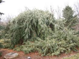 Buy longleaf pines (pinus palustris) online with delivery right to your doorstep. What Is A Weeping White Pine Pendula White Pine Care And Information