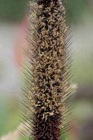 Image result for Cenchrus americanus