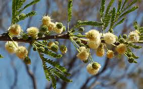 Image result for Acacia hebeclada