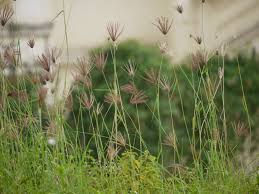 Image result for Chloris barbata