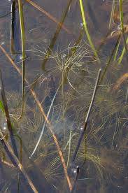 Image result for Eleocharis confervoides