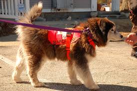 From crates and carriers to collars and leashes, dog.com is your. What Are Emotional Support Therapy And Working Pets Aspca Pet Health Insurance