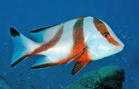 Image result for Sebaea junodii