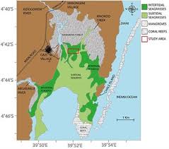 frontiers seagrass removal leads to rapid changes in fauna