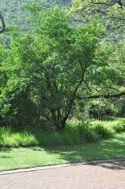 Image result for Volkameria glabra