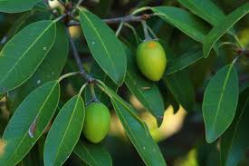Image result for Mimusops obtusifolia