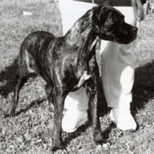 Cane Corso Dog Breed Information