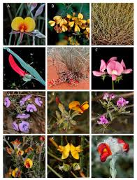 Image result for Indigastrum parviflorum