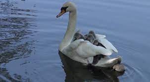 Sep 26, 2017 · baby swan called cygnet. Baby Swans Are Excellent Hitchhikers Cute And Cool Earth Touch News
