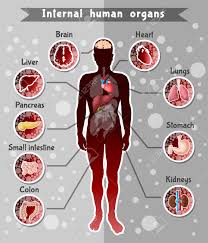 Human body, the physical substance of the human organism, composed of living cells and the diagram shows five levels of organization in a multicellular organism. Human Internal Organs Template With Location Of Different Anatomy Royalty Free Cliparts Vectors And Stock Illustration Image 103241359