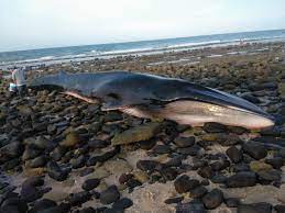 Ballenas varadas y protocolos de rescate