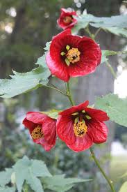 Image result for Abutilon sp.no.2