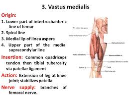 Each muscle is attached to bone by way of a tendon. Anatomy Of The Front Of The Thigh Ppt Video Online Download