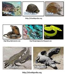 * haiwan dapat dikelaskan berdasarkan sifat fizikalnya. Hewan Vertebrata Invertebrata Ciri Contoh Dan Gambarnya