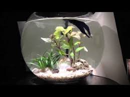If You Re Looking For The Easiest Fish To Care For In A Bowl You Are In Luck There Are Plenty Of Fish Available In 2020 Low Maintenance Pets Fish Plants Diy