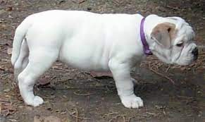 And with this popularity comes a bigger risk, as choosing english bulldog puppies for sale. Engam Bulldog Dog Breed Pictures 1
