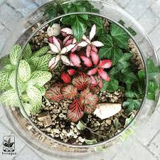 Instagram Photo By Terraqua Design Jul 13 2016 At 1 29pm Utc Air Plant Terrarium Tiny Plants Garden Terrarium