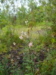 Image result for Grona ramosissima