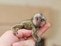 Maybe you would like to learn more about one of these? 11 Of The Smallest Mammals In The World