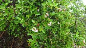 Image result for Carissa spinarum