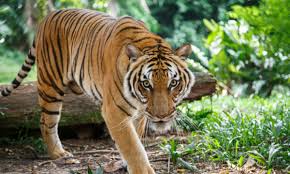 China must lead global effort against tiger trade - Asia Times