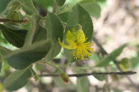 Image result for Grewia