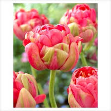 Florists, flower, flowers, wedding flowers, bouquets, kabloom, fruit baskets, funeral flowers, mothers day, valentines, easter, roses, plants, gourmet food baskets, tulips, orchids, daisies and more in stockton, ca. Renown Unique Tulip Google Search Wholesale Flowers Flowers Dutch Gardens Tulips