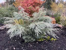 Image result for Cupressus macrocarpa