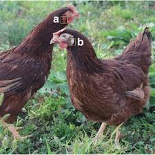 Rhode island reds are generally very healthy and not known for any hereditary health issues. Rhode Island Red Chicken Hens With The White Or Red Earlobe Color A Download Scientific Diagram