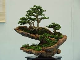 Afbeeldingsresultaat Voor Make Portland Cement Bonsai Pot Bonsai Tree Types Indoor Bonsai Tree Indoor Bonsai