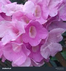 Image result for Bignonia callistegioides