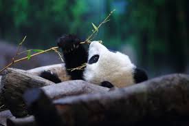 Huffpost Is Now A Part Of Verizon Media Panda Pandas Playing Cute Pictures