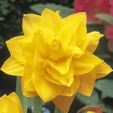 Narcissus Double Golden Ducat Narcissus Bulb Flowers Daffodil Bulbs