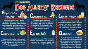 The Home Remedies For Dog Allergies Consist Of Some Natural Remedies Which Reduce The Infection And Skin Dog Allergies Remedies Dog Allergies Allergy Remedies