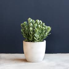 Image result for Senecio