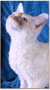 Sadle Roc Devons Devon Rex Breeding Excellence
