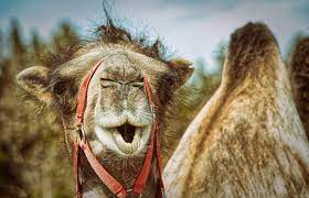 What does camel expression mean? 115 Cute And Funny Camel Names Animal Hype