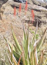 Image result for Hilsenbergia petiolaris