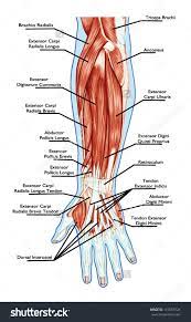 Tendons are similar to ligaments; Stock Vector Anatomy Of Muscular System Hand Forearm Palm Muscle Tendons Ligaments 116557924 Jpg 953 1600 Medical Anatomy Hand Therapy Muscle Anatomy