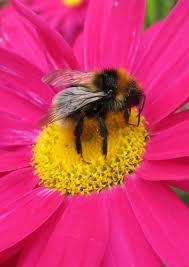 Pin By Jennifer Dunbar On Bumble Bees Bee Bee Garden Bee Hive