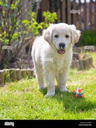 White golden retriever puppy standing hi-res stock photography and images -  Alamy