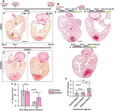 How many are the chambers in a fish heart? Matrix Metalloproteinases Mmps Mediate Leukocyte Recruitment During The Inflammatory Phase Of Zebrafish Heart Regeneration Scientific Reports